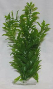 画像3: コンビアクアグッズプランツ ハイグロフィラ(大)【定形外郵便390円対応】【アクアリウム 水槽用品 熱帯魚】 (3)
