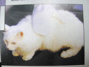 画像3: 【在庫品】グルーミングメイト（ペット・グローブ）【メール便198円対応】 (3)