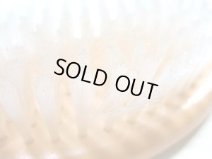 画像2: 【後日掲載予定】キャティマン 猫用植毛ブラシ 安心の日本製【定形外郵便290円対応】 (2)