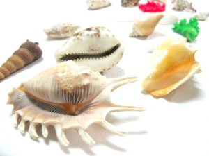 画像3: 世界の貝バラエティセット インテリア・水槽アクセサリーに 【定形外郵便660円対応】 (3)