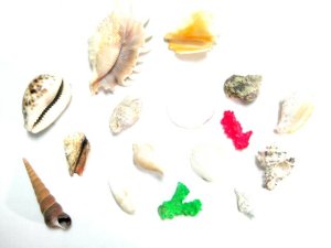 画像2: 世界の貝バラエティセット インテリア・水槽アクセサリーに 【定形外郵便660円対応】 (2)